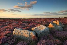 yorkshire heather ii.jpg